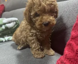 Teddy - Zwergpudel Angebotener Welpe