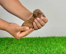 Tili - Cavalier King Charles Spaniel Cucciolo in vendita