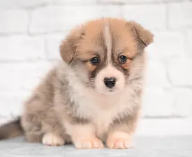 Solar Satellite Mendenhall - Pembroke Welsh Corgi eladó kiskutya