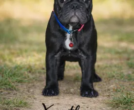 Xanthea - French Bulldog Puppy for sale