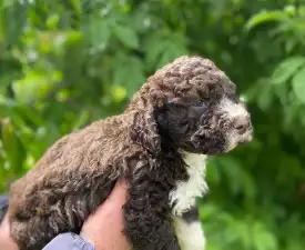 Aky - Romagna Water Dog Puppy for sale