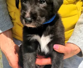 Bening - Irish Wolfhound Puppy for sale