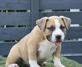 Bbb. - American Bully - Pocket Puppy for sale