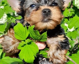 Lips Like Honey - Yorkshire Terrier Puppy for sale