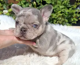 Hedy - French Bulldog Puppy for sale