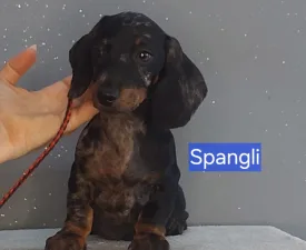 Spangli - Dackel Angebotener Welpe