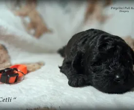 Cetli - Puli Puppy for sale