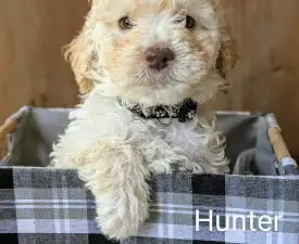 Ürömi Szarvasgombász Hunter - Lagotto romagnolo Cucciolo in vendita