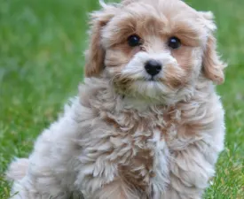 Sonia - Maltipoo Chiot à vendre