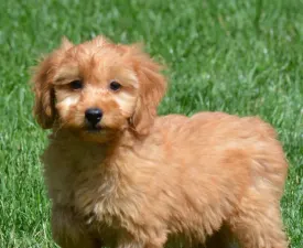 Mike - Goldendoodle eladó kiskutya