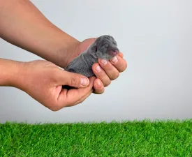 Darcy - Chihuahua Angebotener Welpe