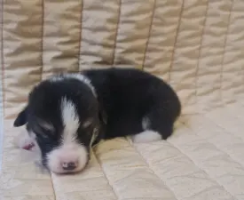 Dexter - Welsh Corgi Pembroke Puppy for sale