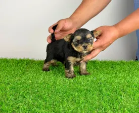 Wolke - Yorkshire Terrier Angebotener Welpe