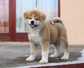 Tsuki Murasaki Azuma - Akita Inu Puppy for sale