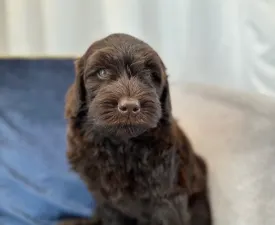 Dertons Bailey - Labradoodle eladó kiskutya