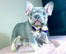 Angel - Francia bulldog eladó kiskutya