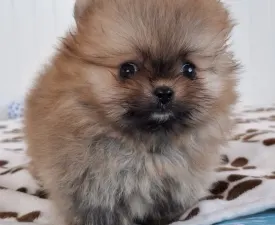 Chloe - Pomeranian eladó kiskutya