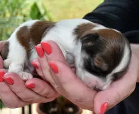 Oro De Habana Massimo - Havanese Puppy for sale