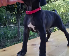 Bonnie - Cane Corso eladó kiskutya