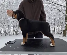 Jotunns Reach Asbjorn - Great Swiss Mountain Dog Puppy for sale