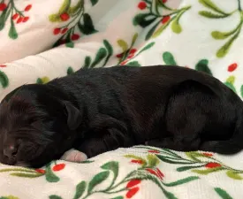 Rodrigo - Chien d'eau portugais Chiot à vendre