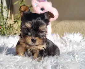 Wuki - Biewer Terrier Cățeluș de vânzare