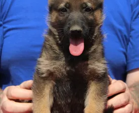 Talat - German Shepherd Dog Puppy for sale