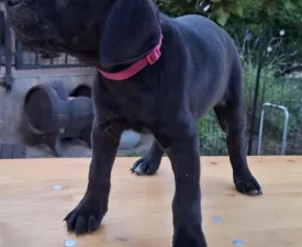 Bella - Cane Corso eladó kiskutya