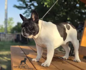 Imobile - Francia bulldog eladó kiskutya