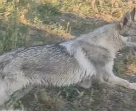 Wolf - Tschechoslowakischer Wolfhund Angebotener Welpe