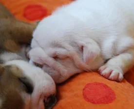 Rengőhegyi-ormán Diana - Bulldog Puppy for sale