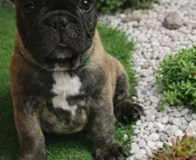 Efe - French Bulldog Puppy for sale