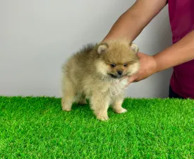 Digger  - Pomeranian eladó kiskutya