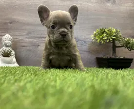 Maya  - French Bulldog Puppy for sale