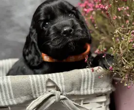 Empress - Englischer Cocker Spaniel Angebotener Welpe