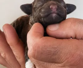 Clementina - Lagotto Romagnolo eladó kiskutya