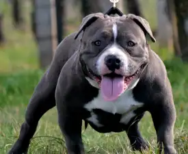 Pálma - Amerikai Bully - Pocket eladó kiskutya