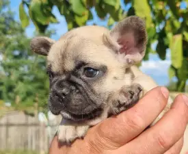 Hailey - Französische Bulldogge Angebotener Welpe