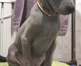 Bane Wild-romance Of Chiang Exotic Wolfs - Thai Ridgeback Dog Puppy for sale