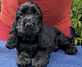 Cristoforo Colombo - Cocker spaniel inglese Cucciolo in vendita