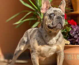Ernest - Francia bulldog eladó kiskutya