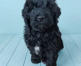 Balthazar Royal Black (bali) - Portuguese Water Dog Puppy for sale