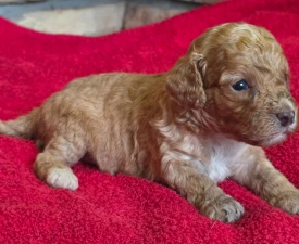 Sia - Cavapoo eladó kiskutya