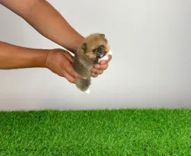Mandarin - Pomeranian eladó kiskutya