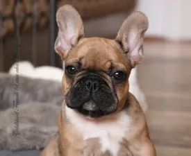 Xina - French Bulldog Puppy for sale
