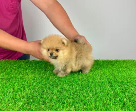 Colby - Pomeranian eladó kiskutya