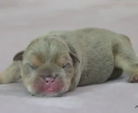 Baxter - Bulldog Puppy for sale