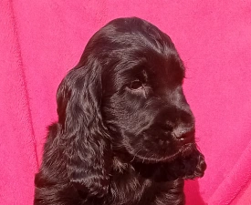 Jack - Angol Cocker spániel eladó kiskutya