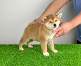 Mata - Shiba Inu Cățeluș de vânzare