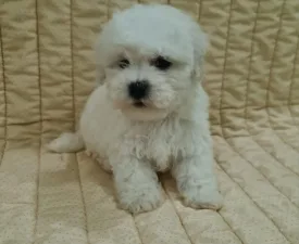 Ethan - Bichon frisé eladó kiskutya